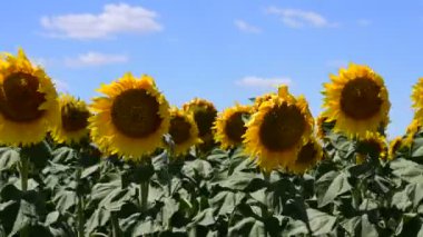 beautiful field of amazing blooming sunflowers 