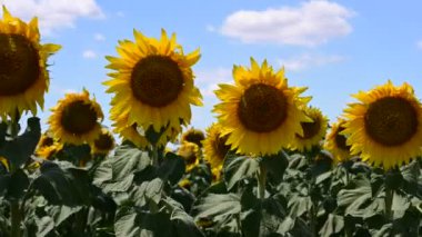 Ayçiçeklerinin açtığı harika bir tarla. 