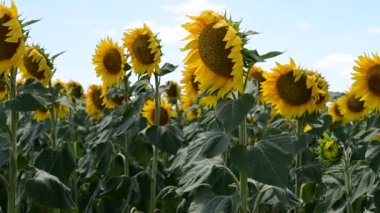 beautiful field of amazing blooming sunflowers 