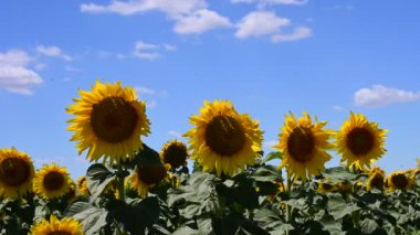 beautiful field of amazing blooming sunflowers 