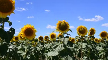 sunflowers blooming on the summer field