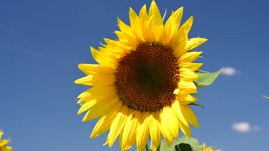 Yaz tarlasında açan ayçiçekleri