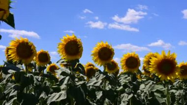 sunflowers blooming on the summer field