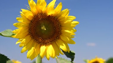 Ayçiçeklerinin açtığı harika bir tarla. 