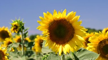 Ayçiçeklerinin açtığı harika bir tarla. 