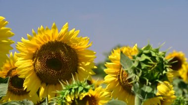 Yaz tarlasında açan ayçiçekleri