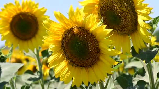 Beautiful Field Amazing Blooming Sunflowers — Stockvideo