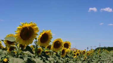 Yaz tarlasında açan ayçiçekleri