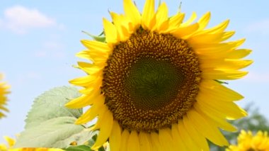 Ayçiçeklerinin açtığı harika bir tarla. 