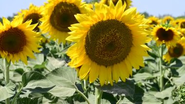 sunflowers blooming on the summer field