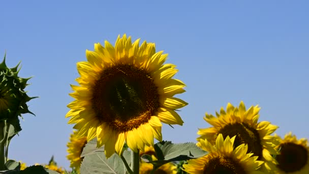 Slunečnice Kvetoucí Letním Poli — Stock video