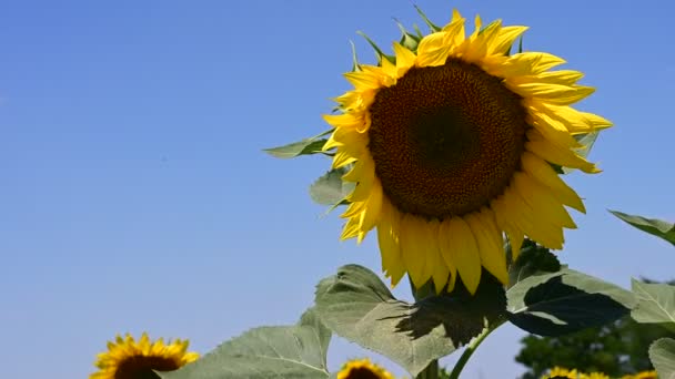 Beautiful Field Amazing Blooming Sunflowers — Vídeo de stock