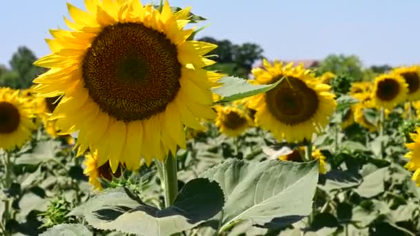 Beautiful Field Amazing Blooming Sunflowers — Stockvideo