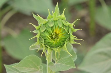 Güneşli bir günde açan ayçiçeklerinin güzel tarlası