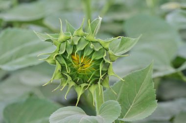 Güneşli bir günde açan ayçiçeklerinin güzel tarlası