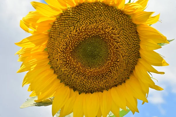 Close View Yellow Sunflower Field — Stock Photo, Image