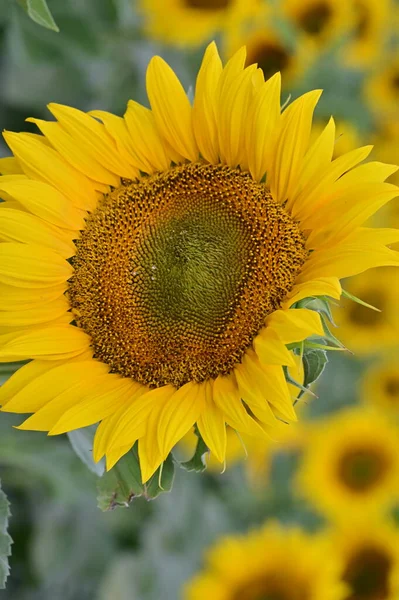 Close View Yellow Sunflower Field — Fotografia de Stock