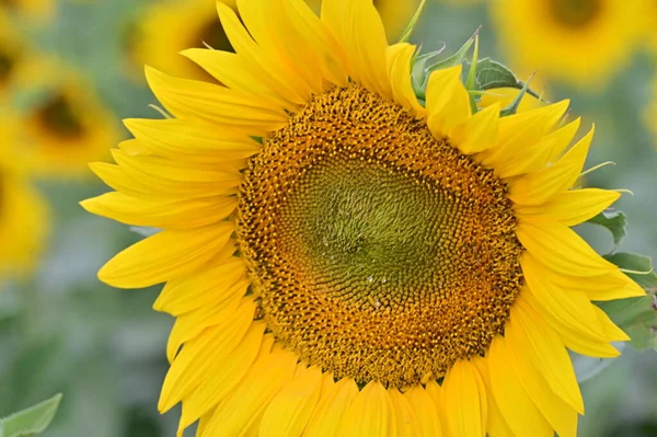 Close View Yellow Sunflower Field — Stock fotografie