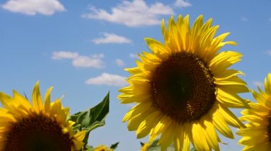 Ayçiçeklerinin açtığı harika bir tarla. 