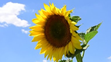 çiçek açan ayçiçeği görünümü alanında kadar kapatın