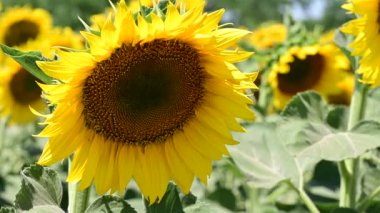 Yaz tarlasında açan ayçiçekleri