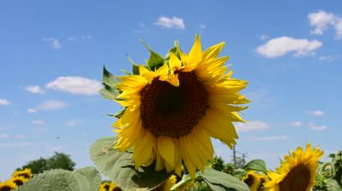 Ayçiçeklerinin açtığı harika bir tarla. 