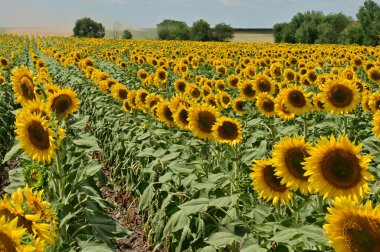 Güneşli bir günde açan ayçiçeklerinin güzel tarlası