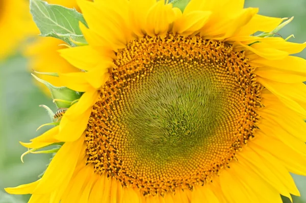 Close View Yellow Sunflower Field — Stok fotoğraf