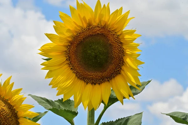 Beautiful Field Blooming Sunflowers Sunny Day — 스톡 사진