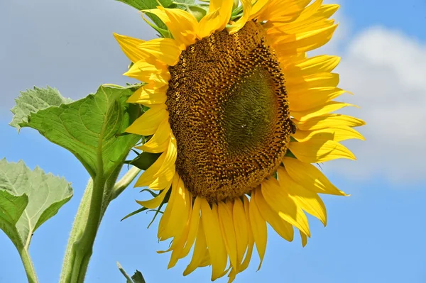 Close View Yellow Sunflower Field — Stockfoto