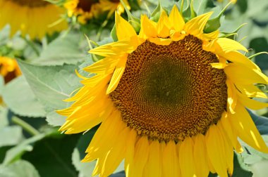 Tarladaki olgun ayçiçeğinin yakın görüntüsü