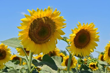 Güneşli bir günde tarlada büyüyen ayçiçekleri.