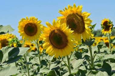 Güneşli bir günde tarlada büyüyen ayçiçekleri.