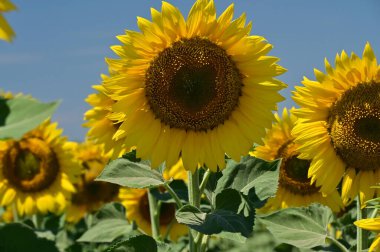 Güneşli bir günde tarlada büyüyen ayçiçekleri.