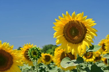 Güneşli bir günde tarlada büyüyen ayçiçekleri.