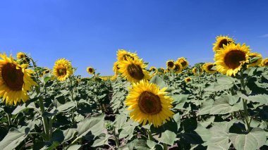 Güneşli bir günde tarlada büyüyen ayçiçekleri.