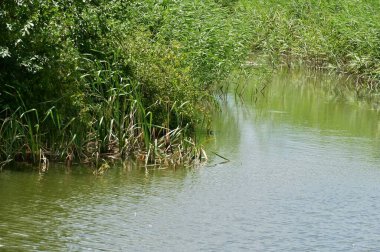 Ormandaki gölün muhteşem manzarası.