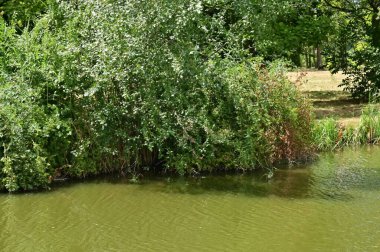 Ormandaki gölün muhteşem manzarası.