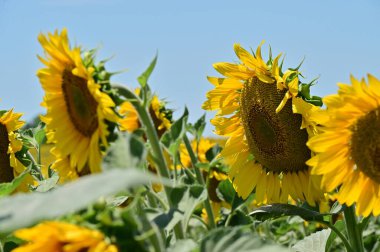 Güneşli bir günde tarlada büyüyen ayçiçekleri.