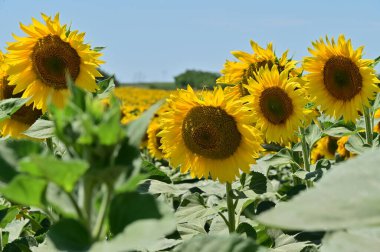 Güneşli bir günde tarlada büyüyen ayçiçekleri.