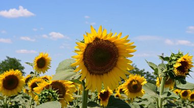 Güneşli bir günde tarlada büyüyen ayçiçekleri.