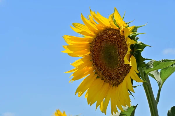 Close View Ripe Sunflower Field — Stockfoto