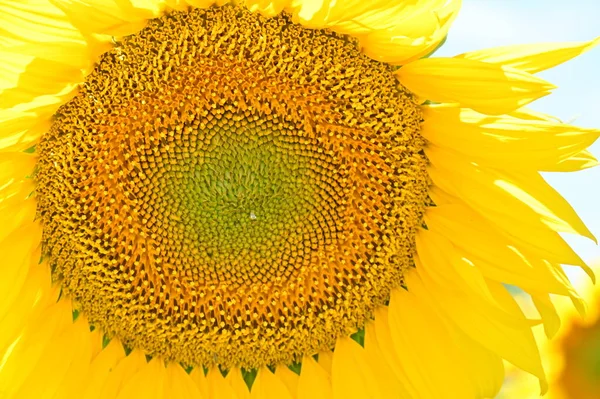 Close View Ripe Sunflower Field — Fotografia de Stock