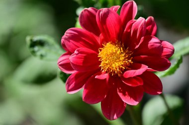 beautiful red colored flowers in the garden