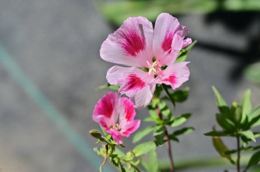 Güzel pembe çiçek manzarası, yaz konsepti.