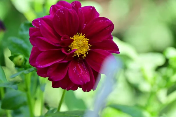 Close View Beautiful Pink Flowers Summer Concept — Fotografia de Stock