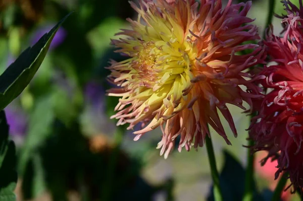 Красивые Розовые Желтые Цветные Цветы Саду — стоковое фото