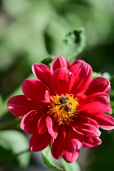 Hermosas Flores Color Rojo Jardín — Foto de Stock