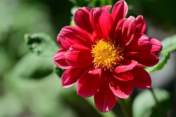 Beautiful Red Colored Flowers Garden —  Fotos de Stock
