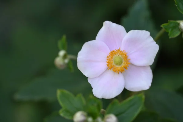 Närbild Vackra Vita Blommor Sommar Koncept — Stockfoto